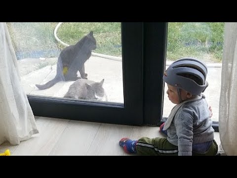 Baby Wants To Play With Cats