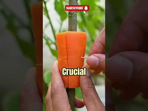 How To Grow Lemon At Home 🍋 #lifehacks #gardenhacks #viralhacks