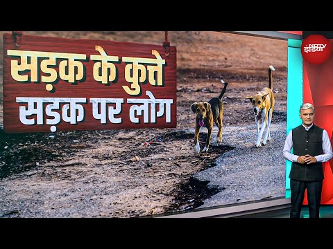 Stray Dogs को लेकर SC में क्या हुई सुनवाई, इंसानों की लापरवाही का खमियाजा कुत्ते क्यों भरें?