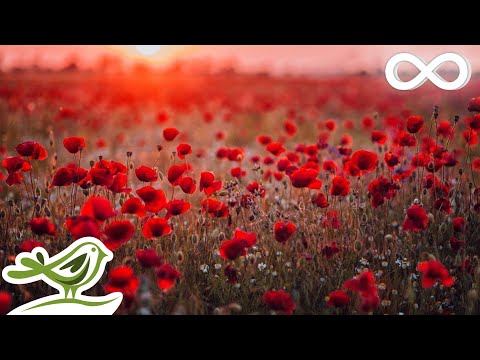 Beautiful Piano Music: Relaxing Music, Romantic Music, Sleep Music, Study Music ★132 - UCjzHeG1KWoonmf9d5KBvSiw