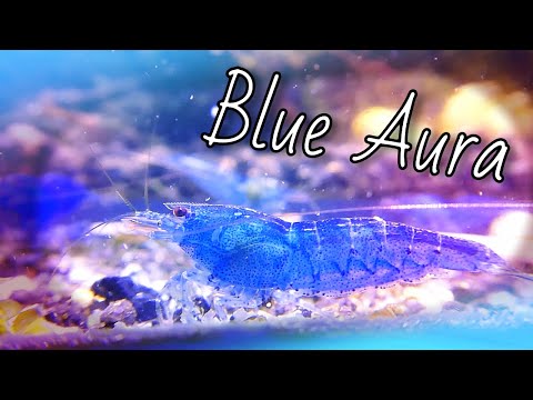 BLUE AURA SHRIMP (Species Spotlight) Today I have prepared another species spotlight video about Blue Aura Shrimp (Caridina). In this vid