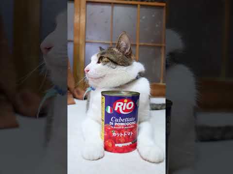 猫の動画サムネイル - ＲＩＯ カットトマト　250705 #cat #cute #猫のいる暮らし　#のせ猫　 #cutecat #ネコ #ねこ　 #kitten　 #kitty