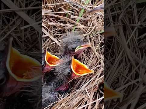 Pipit Bird’s Little Family in the Nest | Beautiful Nature Moment (p 4) #shorts