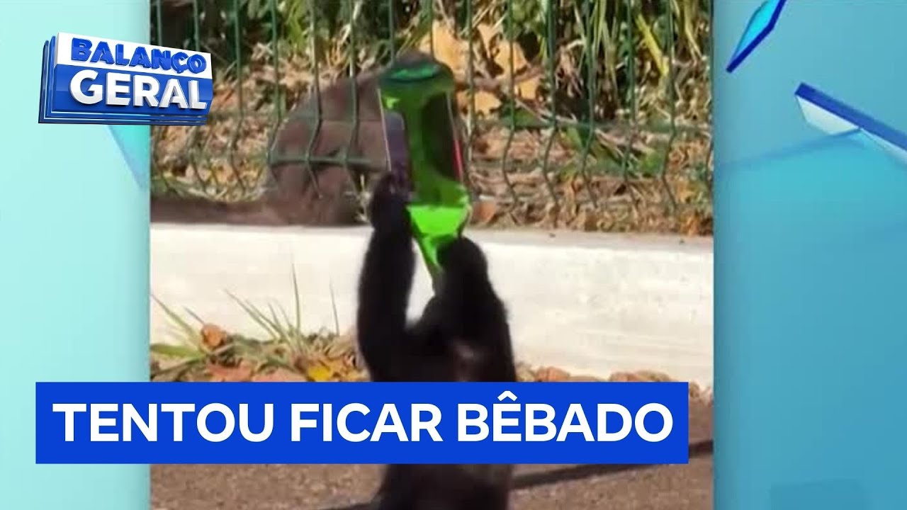 Macaco tenta beber garrafa de vinho vazia fica bravo e a quebra no chão no Paraná