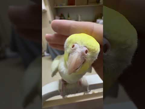 Clingy parrot🦜🥰#parrot #parrots #funny #funnybirds #funnyanimal #fyp #parrotlover
