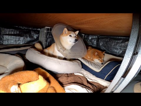 さあ！ベッドに行きますよ！