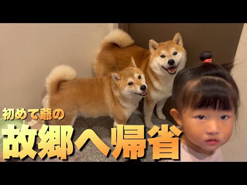 柴犬たちが大好きな「爺」故郷へ帰省…。のはずが全く準備が進まない理由
