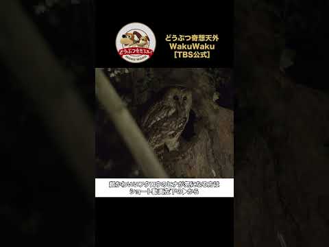 子育て中のフクロウがネズミを華麗にハント!【どうぶつ奇想天外/WAKUWAKU】