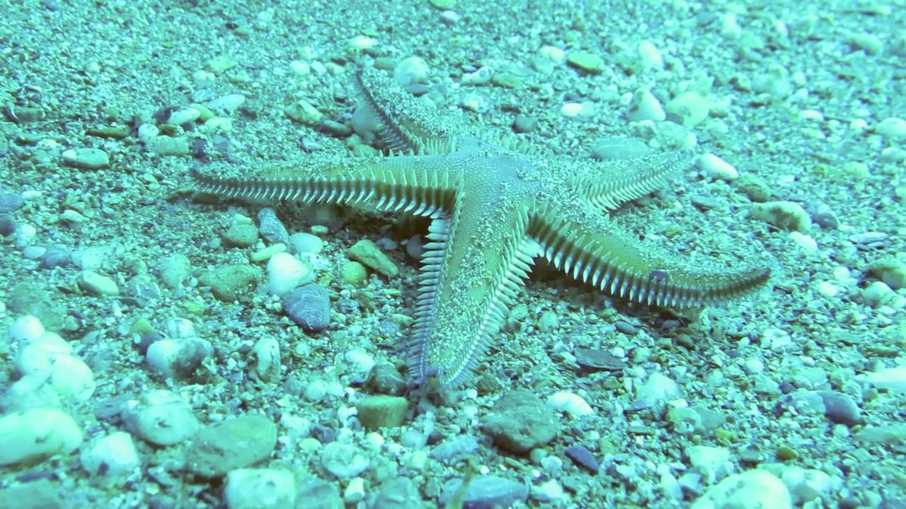 Star Fish Fast Motion Tauchvideos | Unterwasservideos | PADI Tauchbasis