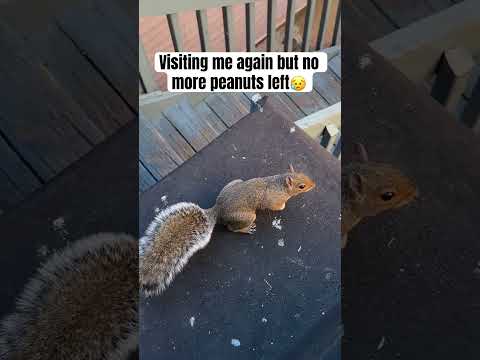 NomorePeanutstoBUY #squirrel #sponsor #fypシ゚viral #fyp #fyp #viral #viral #fyp