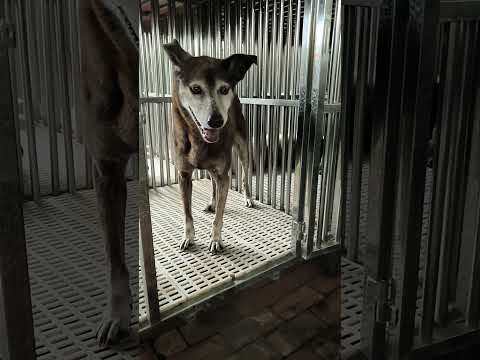 老蘇先前是專門培育蘇格蘭梗的專業犬舍，堅持一犬一籠，吃飯跟睡覺時間會待在床位內以外，其他時間都是分區分同伴自由活動，後轉型為老蘇寵物安養中心，一樣堅持一犬一籠或一床位，盡其所能讓來老蘇的狗狗們