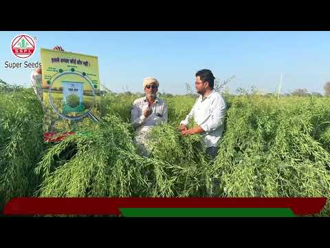 ज़्यादा उपज, ज़्यादा मुनाफ़ा | Super Seeds 618 हाइब्रिड सरसों बीज !