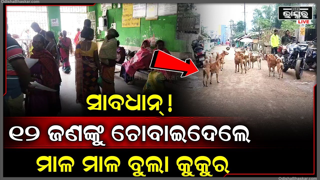 ସାବଧାନ୍ ! ବାଘ ପରେ ଆତଙ୍କ ଖେଳାଇଛନ୍ତି କକୁର ... ୧୨ ଜଣଙ୍କୁ କାମୁଡି ଆହତ କରିସାରିଲେଣି