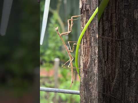 Praying Mantis #mantis #prayingmantis