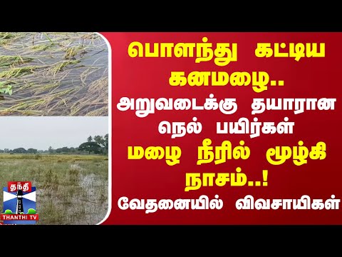 பொளந்து கட்டிய கனமழை!  அறுவடைக்கு தயாரான நெல் பயிர்கள்! மழை நீரில் மூழ்கி நாசம்!வேதனையில் விவசாயிகள்