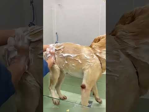 Funny and cute dogs compilation#cute#doglover#doglife#cure#dogshorts#pet#doglife#dogshorts