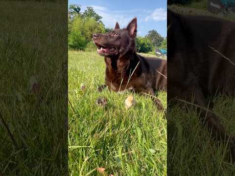 猫の動画サムネイル - 空の天敵からヒヨコを守るワンコA dog protects chicks from predators in the sky