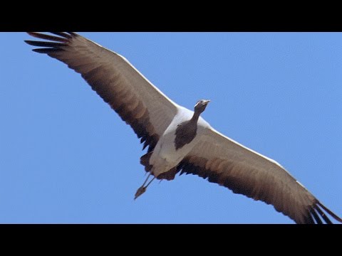 Golden Eagle Vs Demoiselle Crane |  Planet Earth | BBC Earth - UCwmZiChSryoWQCZMIQezgTg