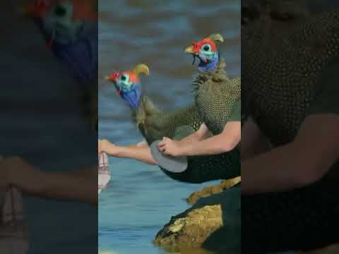 viral cartoon YouTube trending #banglacartoon #cartoon#foxcartoon#rupkothargolpo#siyalecinema