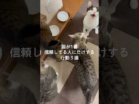 猫が信頼する人にだけ見せる行動3選と仲良くなるポイント サムネイル