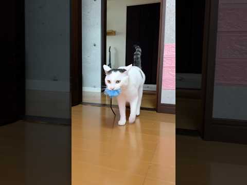 子供がオモチャを咥えて帰る成功のコツとポイント サムネイル