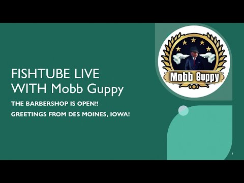 FISHTUBE LIVE_  GREETINGS FROM DES MOINES! Mobb Guppy’s Fish Demand Views.  Please Subscribe, RING THAT BELL, Comment, Like and Share.  It’