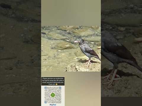 八哥在河道彈跳和起飛 #bird #birding #wildlife #公園 #大自然 #生態攝影 #趣味 #野生動物 #自然 #wings #鳥 #nature #cute #hk #動物 #