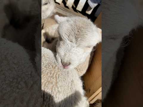 This Baby Lamb Is 99% Asleep… 💤