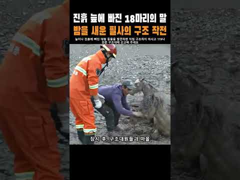 진흙 늪에 빠진 18마리의 말, 밤을 새운 필사의 구조 작전