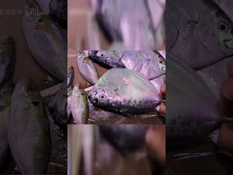 小海鲜价格曝光!沙虾美味到狗狗都舍不得走!