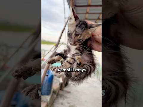 🙏😭RESCUE CAT