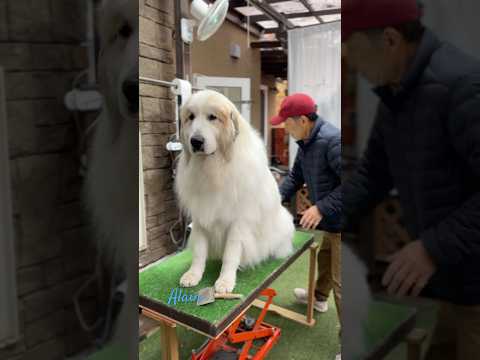 Alain アラン #greatpyrenees #todaysrunrun #グレートピレニーズ #今日のルンルン