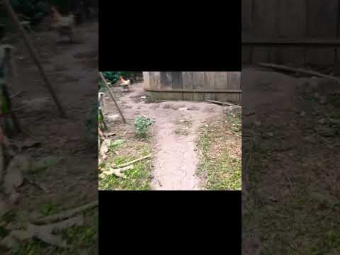 Pon este audio a cualquier vídeo de tu galería #parati #nature #vidadecampo