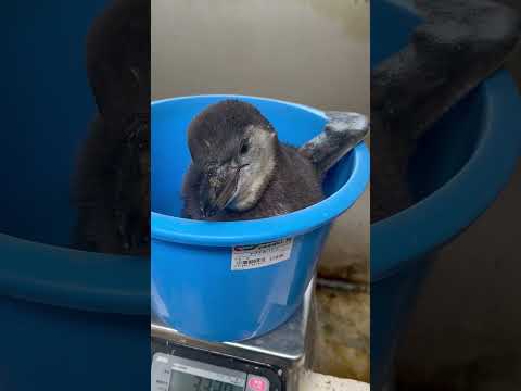 猫の動画サムネイル - 4/15ふ化🐣フンボルトペンギン生後50日目