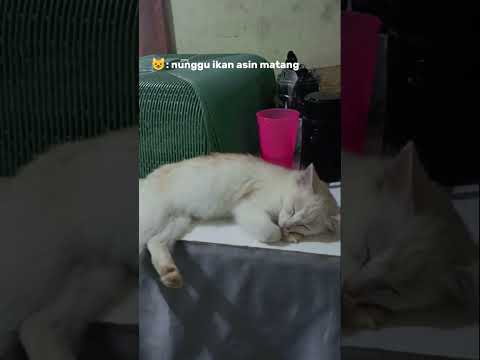 sampe ketiduran dimeja makan