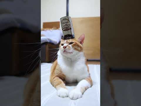 サンガリア ブレンドコーヒーカフェオレと癒しののせ猫映像でリラックス サムネイル