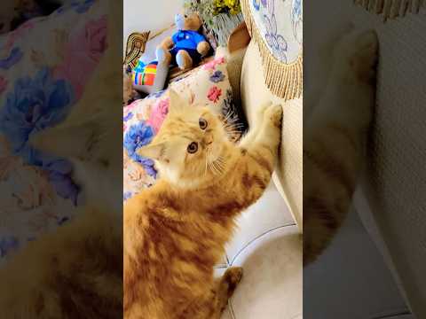 Age chata pore video🙂🙏#catvideos #viralcats #cute #viralvideo #viral #viralshort