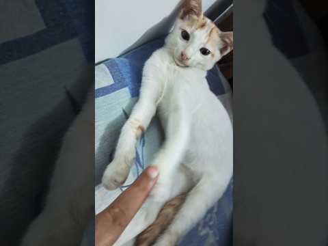 #motivation #love #bollywood #quotes #viralshort #trending #sad #cat #dharatisolanki #comedymovies