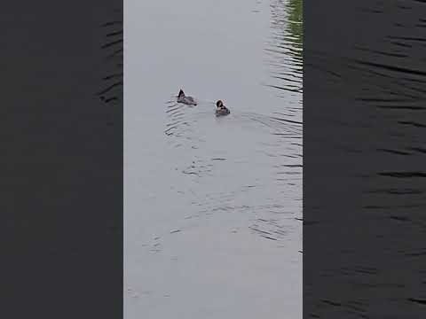 Swimmer Duck and Duckling