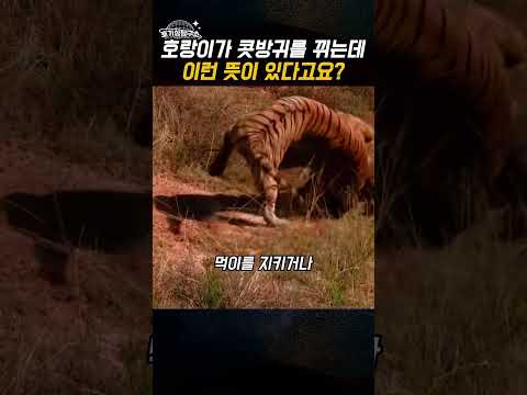 호랑이가 콧방귀를 뛰는데 이런 뜻이 있다고요?