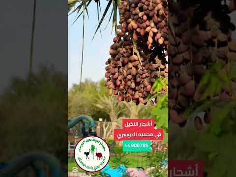 أشجار النخيل في محمية الدوسري قطر