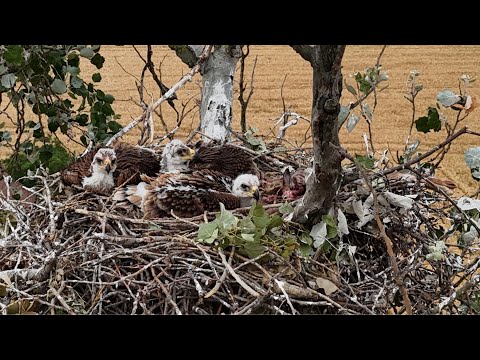 Két parlagi sas fészek öt fiókával