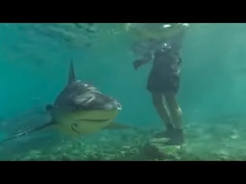 Bull Sharks - Smart Sharks - BBC Earth - UCwmZiChSryoWQCZMIQezgTg