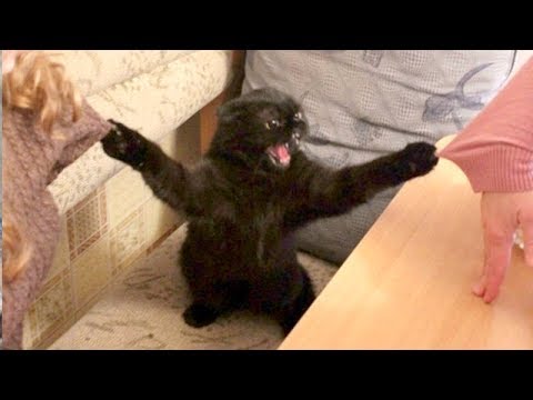 FUNNY ANIMALS: Try not to LAUGH - The FUNNIEST ANIMAL videos - UCKy3MG7_If9KlVuvw3rPMfw