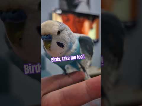 Hala sobali köy evindeki kusumun ruh hali #budgies #winter #cold #kış #village #kırsalyaşam #pets