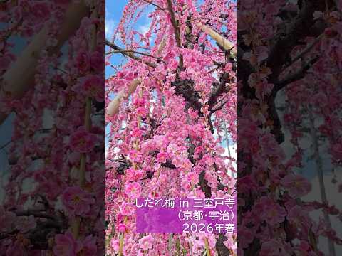 【生成AI】🌸 京都・宇治の春を彩る「しだれ梅」のタイムラプス風映像【ショート】 #kyoto #しだれ梅 #宇治 #uji #三室戸寺 #aivideo
