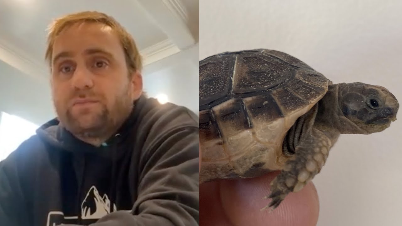 Man fined $3K for shipping a baby tortoise to Saskatchewan