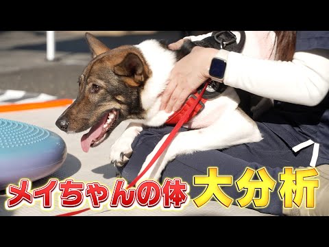 【新発見】メイちゃんの体を調べたら元野犬ならではの秘密がわかりました＆日本で滅多にみることができない貴重なワンちゃんに遭遇！