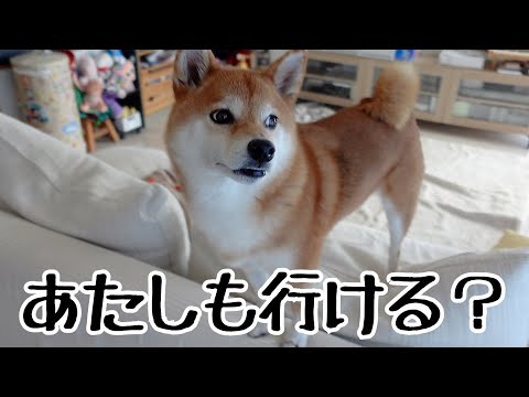 お出掛けの気配をいち早く察知して挙動不審になってしまう柴犬がこちらです