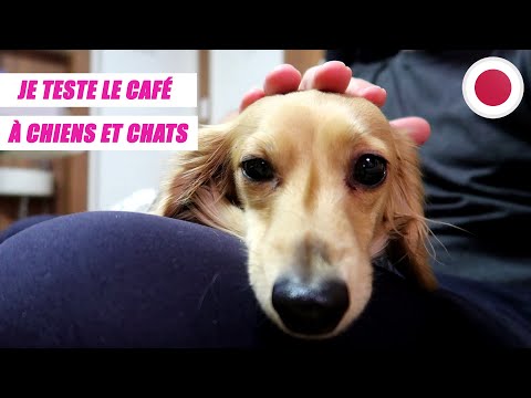 JE TESTE LE CAFÉ À CHIENS ET CHATS ! ????????(OSAKA) #74